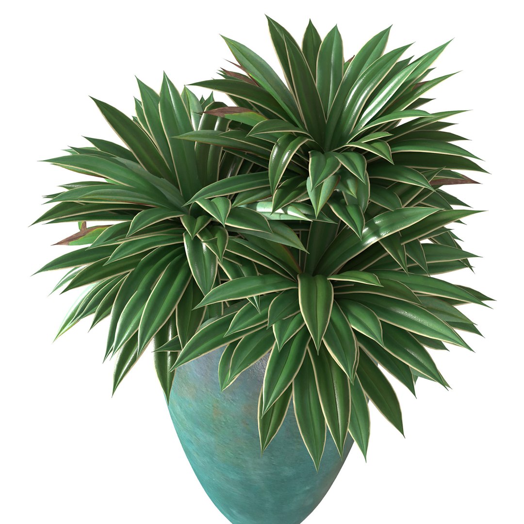 3D Agave plant in tall modern pot https://p.turbosquid.com/ts-thumb/Ed/tRqfpa/9T/gg2/jpg/1690298269/1920x1080/fit_q87/4638cf12bc541d4389f1df0bfb4b8c030e7a5ce0/gg2.jpg