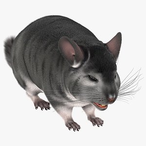 Chinchilla Fur