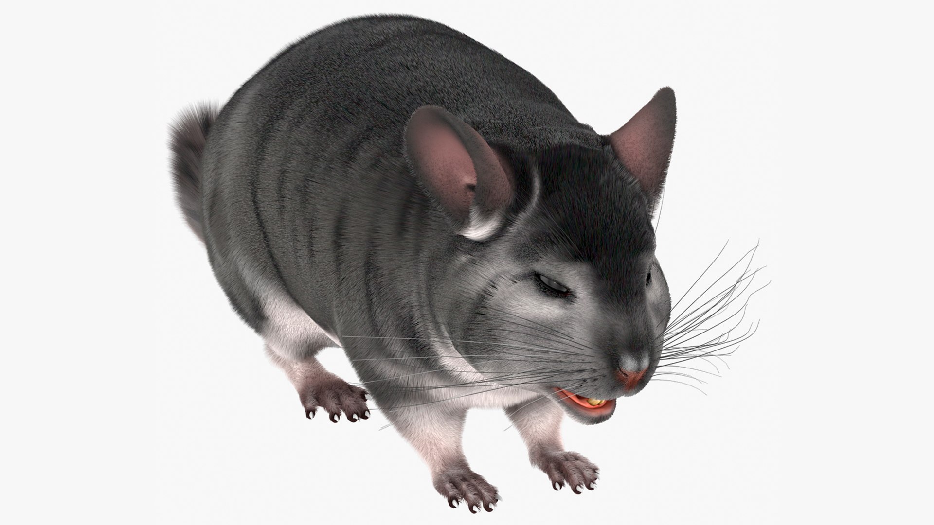 Chinchilla Fur 3D model preview