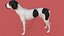 Cachorro com textura