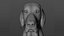 Cachorro com textura