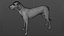 Cachorro com textura