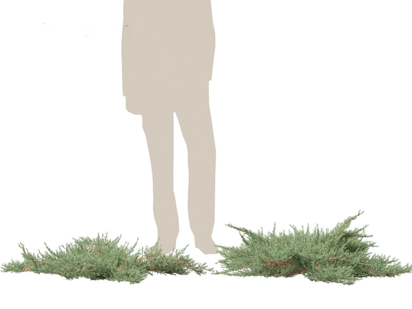 Juniperus horizontalis - Golden Carpet Creeping Juniper 3D model