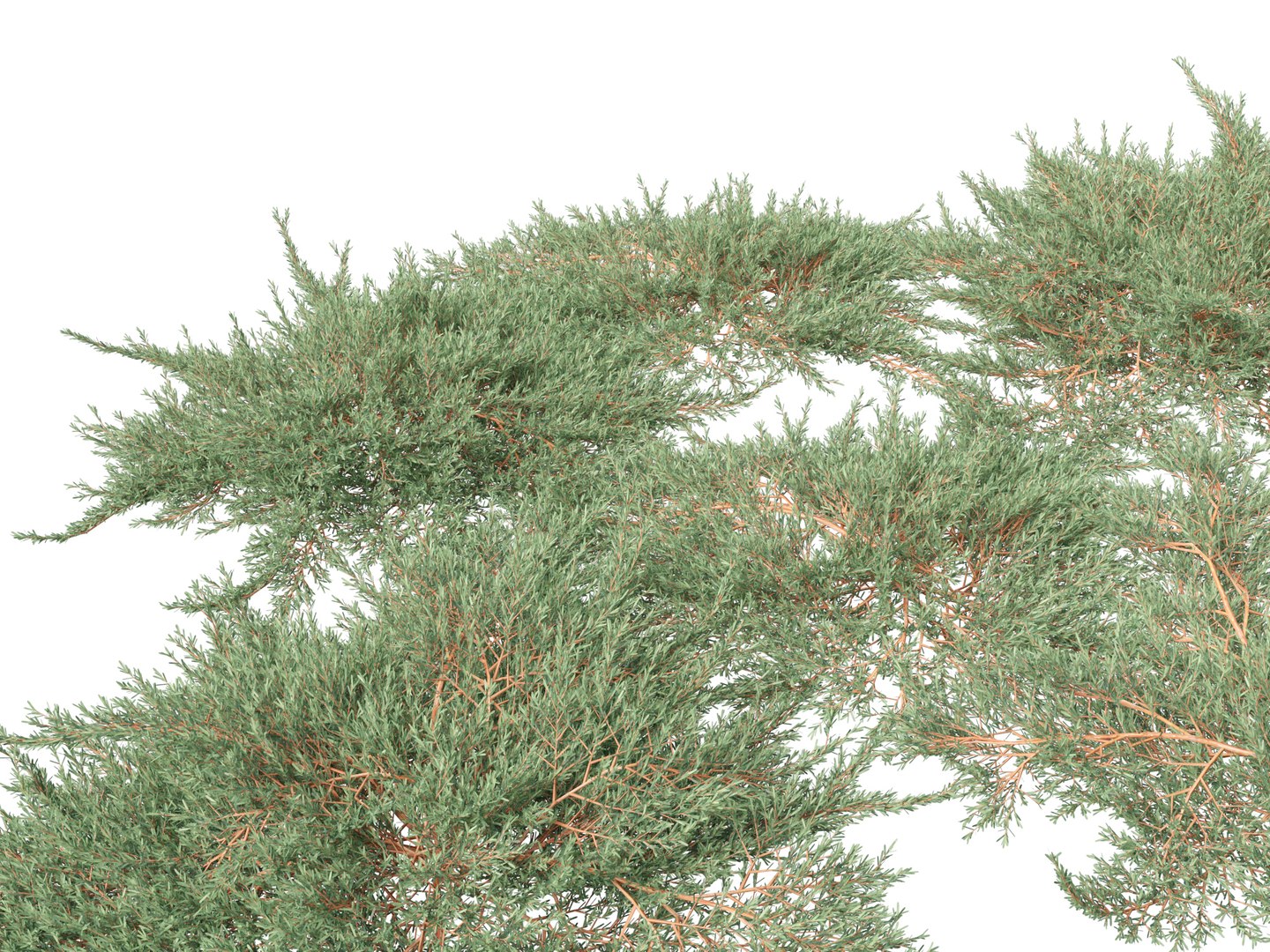 Juniperus horizontalis - Golden Carpet Creeping Juniper 3D model