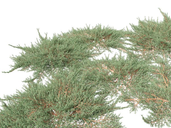 modelo 3d Juniperus horizontalis - Enebro rastrero de alfombra dorada ...