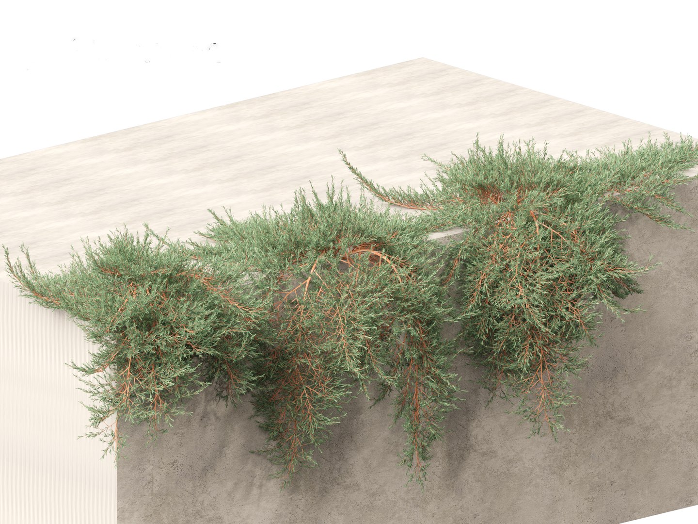Juniperus horizontalis - Golden Carpet Creeping Juniper 3D model