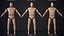 Crash Test Dummy Rigged Low Poly