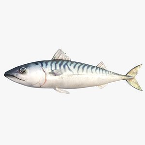 3D blue mackerel model