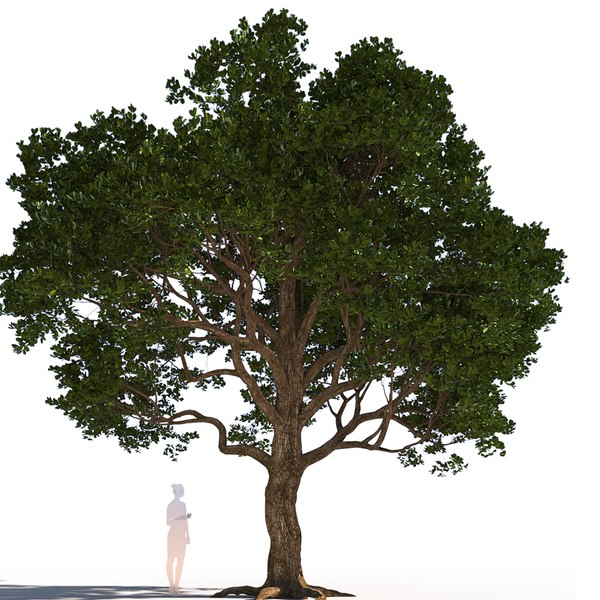coast live oak quercus 3D model