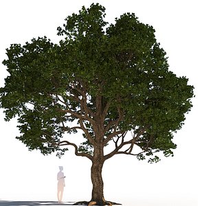 quercus agrifolia coast live oak a