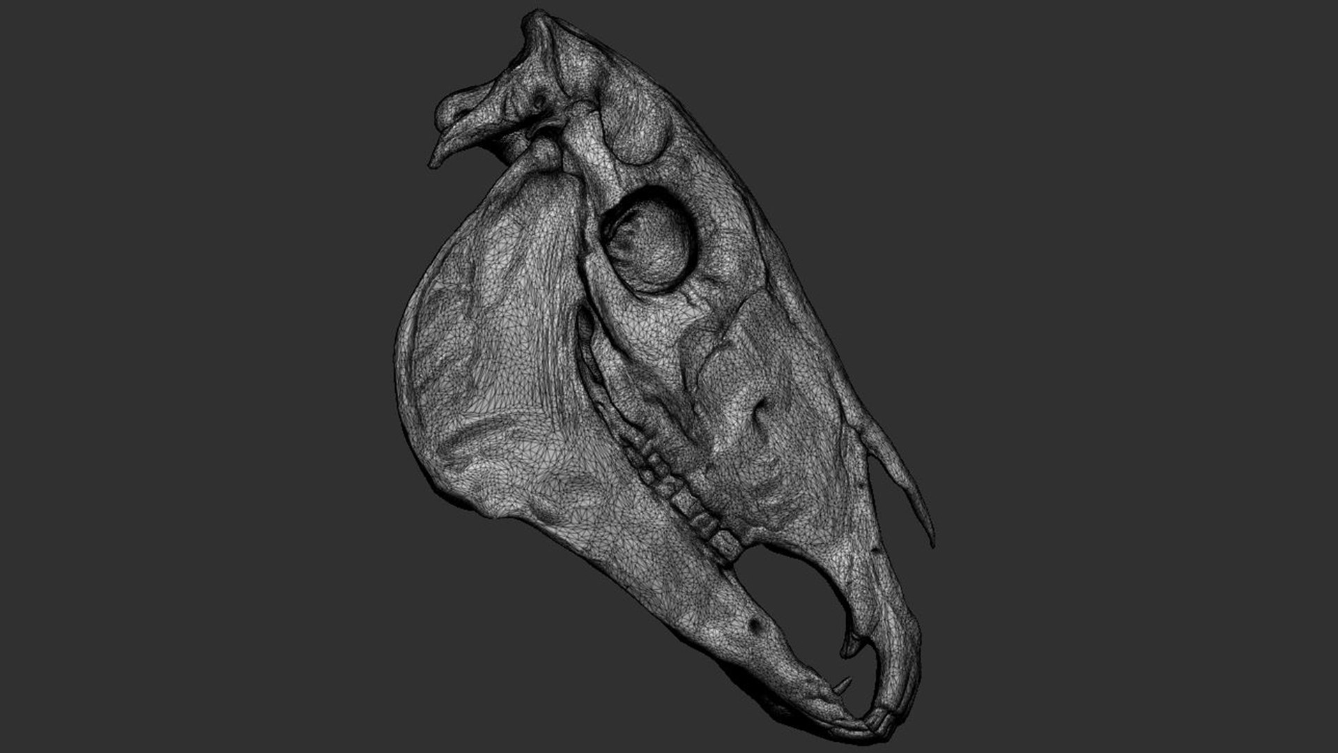 3D Model Horse Skull - TurboSquid 1773330