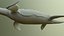 Elasmosaurus platyurus