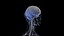 Human Female Nervous System