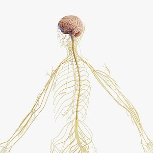 3D model Human Female Nervous System