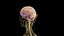 Human Female Nervous System