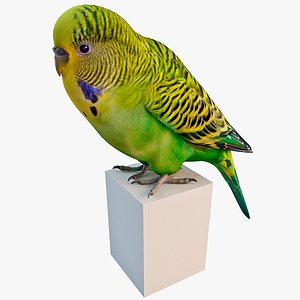 Budgerigar