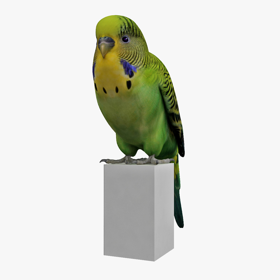잉꼬 3D 모델 - TurboSquid 711394