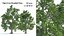 3D 2 Landscape Broadleaf Trees model