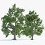 3D 2 Landscape Broadleaf Trees model