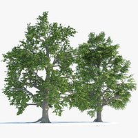 2 Landscape Broadleaf Trees