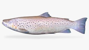3D brown trout