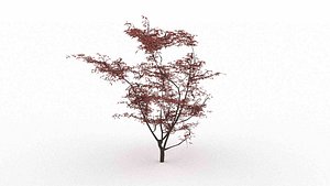 Japanese Red Maple