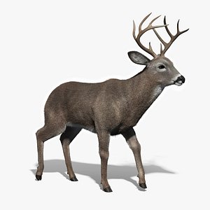 White Tailed Deer(FUR)(ANIMATED)
