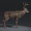 3d white tailed deer fur model