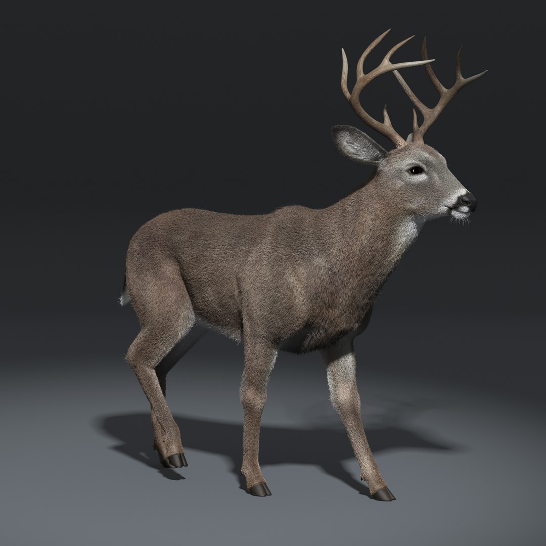 3d white tailed deer fur model https://p.turbosquid.com/ts-thumb/Ef/fcS3zo/RWRSIJOw/deer_fur_16/jpg/1420631747/1920x1080/fit_q87/690b2a85a2617fa729f163488e35e27cb9ccc9e8/deer_fur_16.jpg
