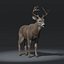3d white tailed deer fur model