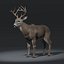 3d white tailed deer fur model