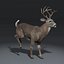 3d white tailed deer fur model
