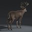 3d white tailed deer fur model