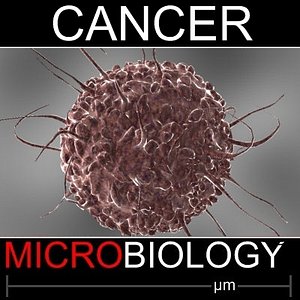 cancer cell