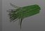 Chives