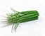 Chives