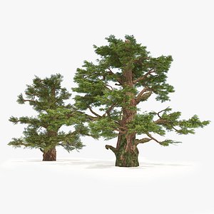 3D Juniper trees high and low poly trees model