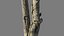 Tronc d'arbre scanné 07