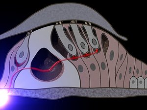 3ds max scala animation