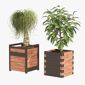 Rubber fig and ponytail palm planters