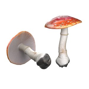 Mushroom 1 3D model