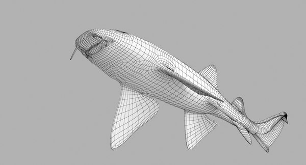 Nurse shark 3D - TurboSquid 1329781