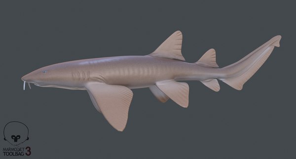 Nurse shark 3D - TurboSquid 1329781