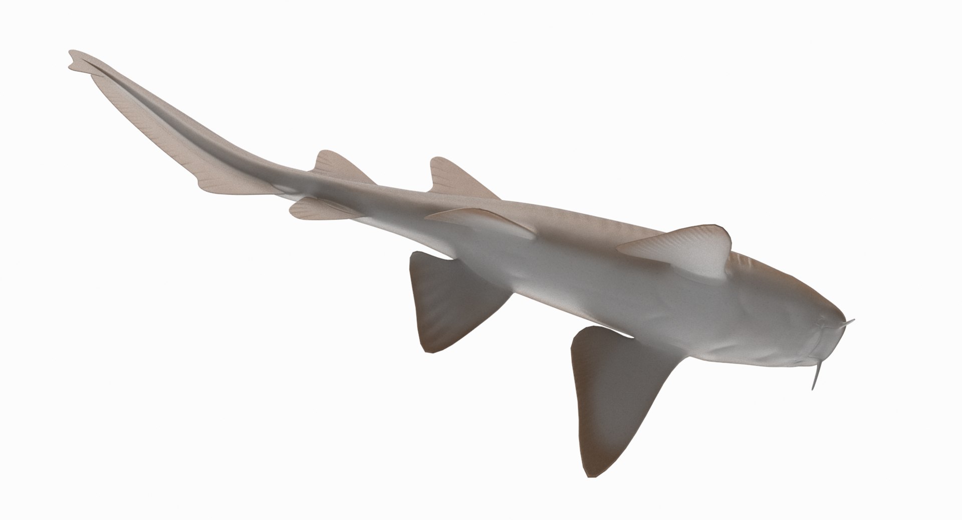 Nurse Shark 3D - TurboSquid 1329781