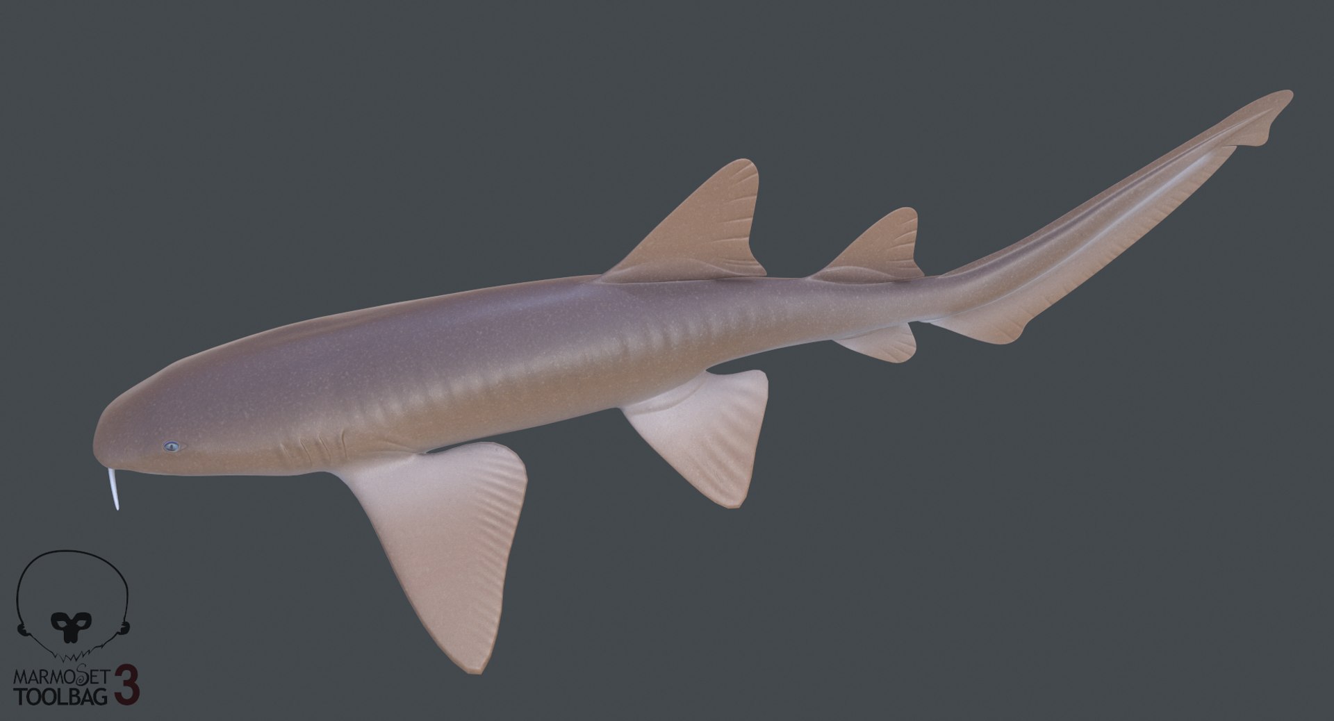 Nurse Shark 3D - TurboSquid 1329781