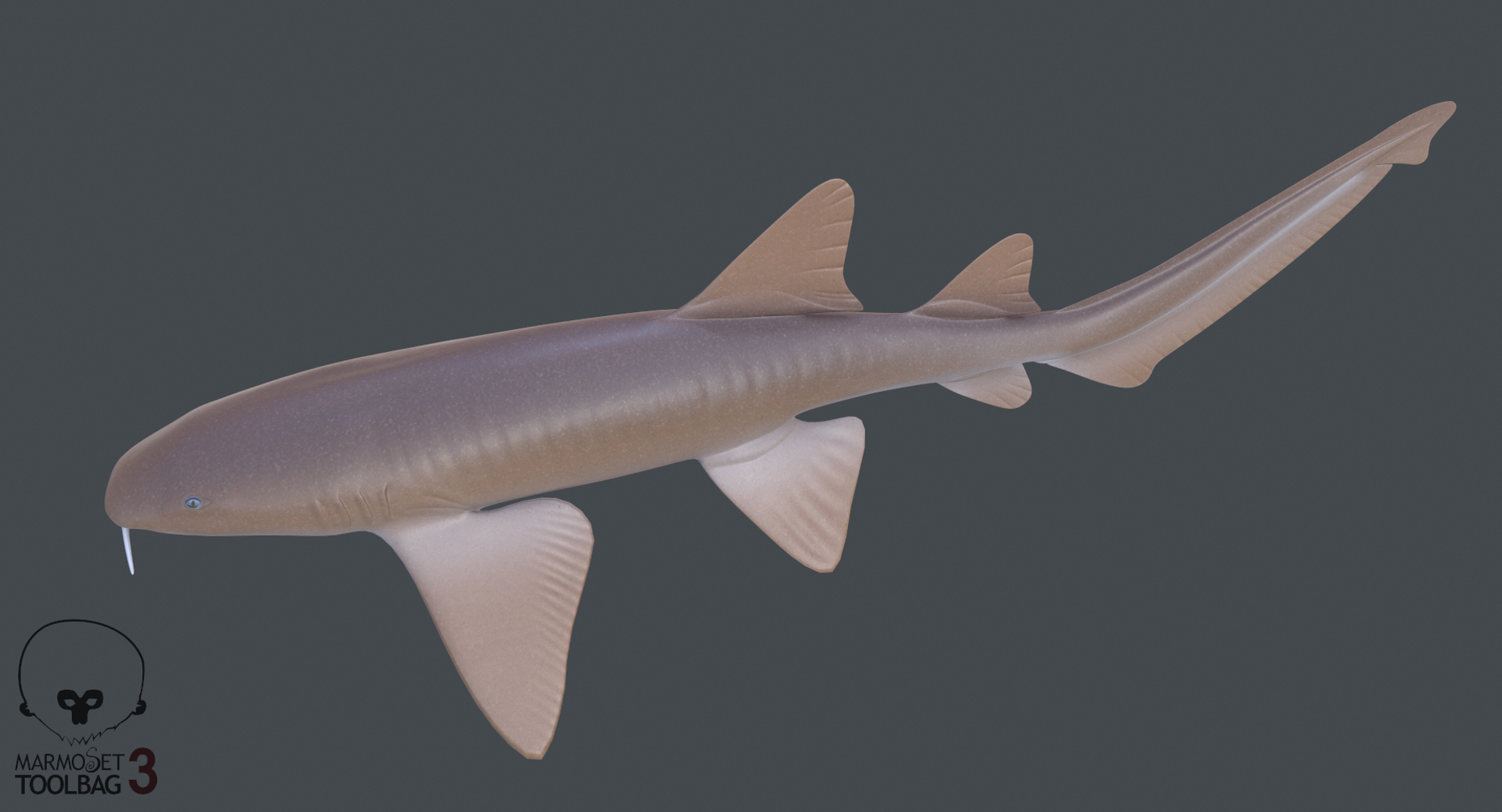 Nurse Shark 3d - Turbosquid 1329781