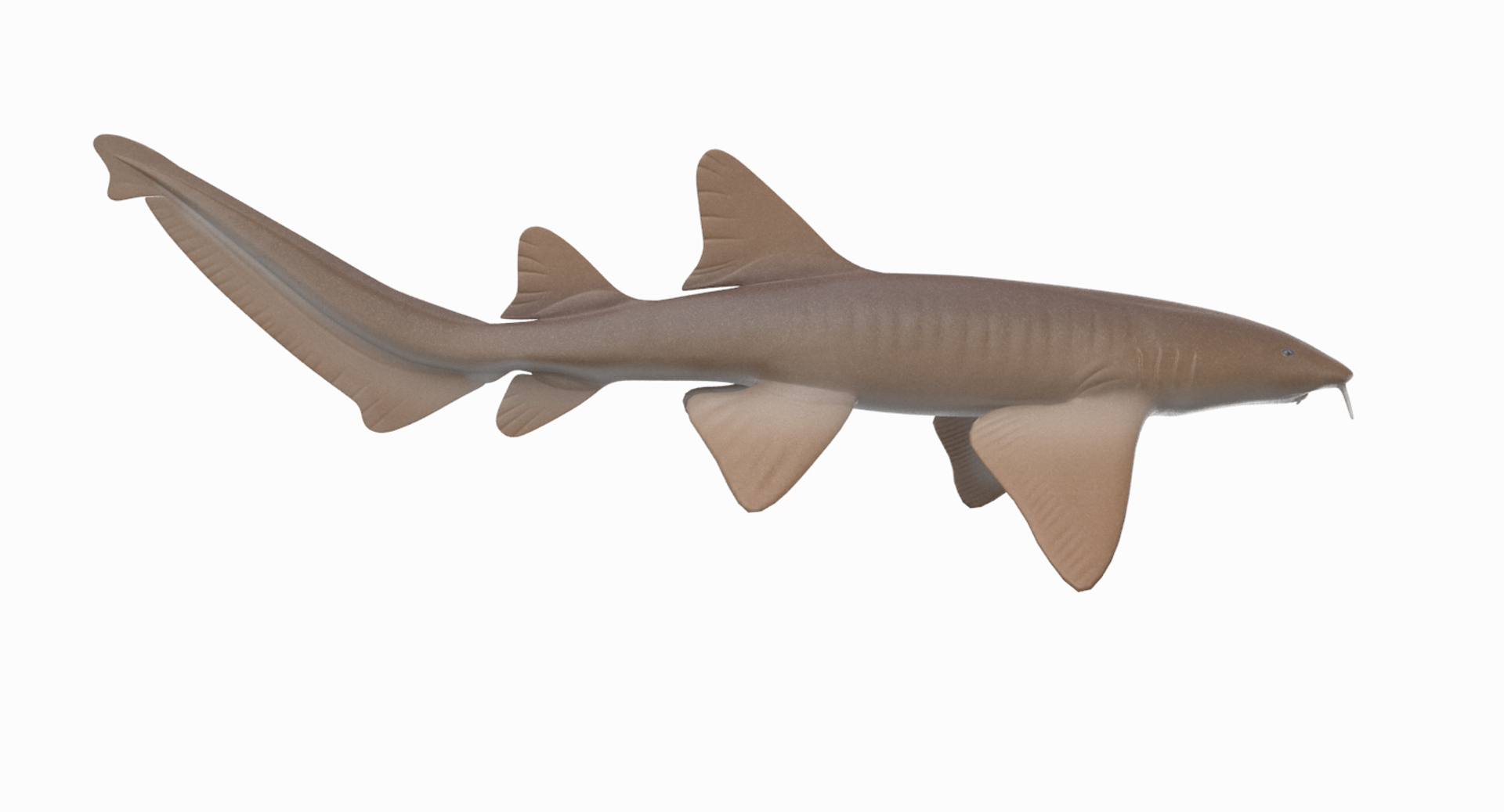 Nurse Shark 3D - TurboSquid 1329781