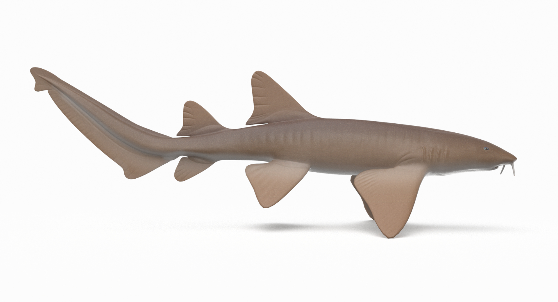 Nurse shark 3D - TurboSquid 1329781