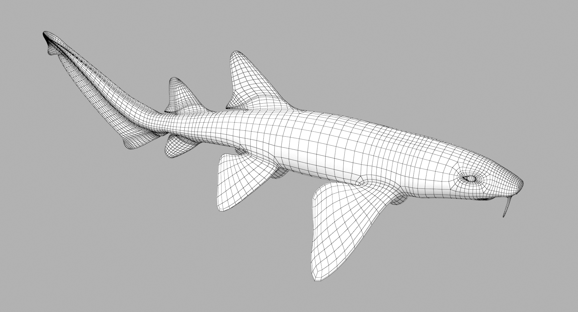 Nurse shark 3D - TurboSquid 1329781