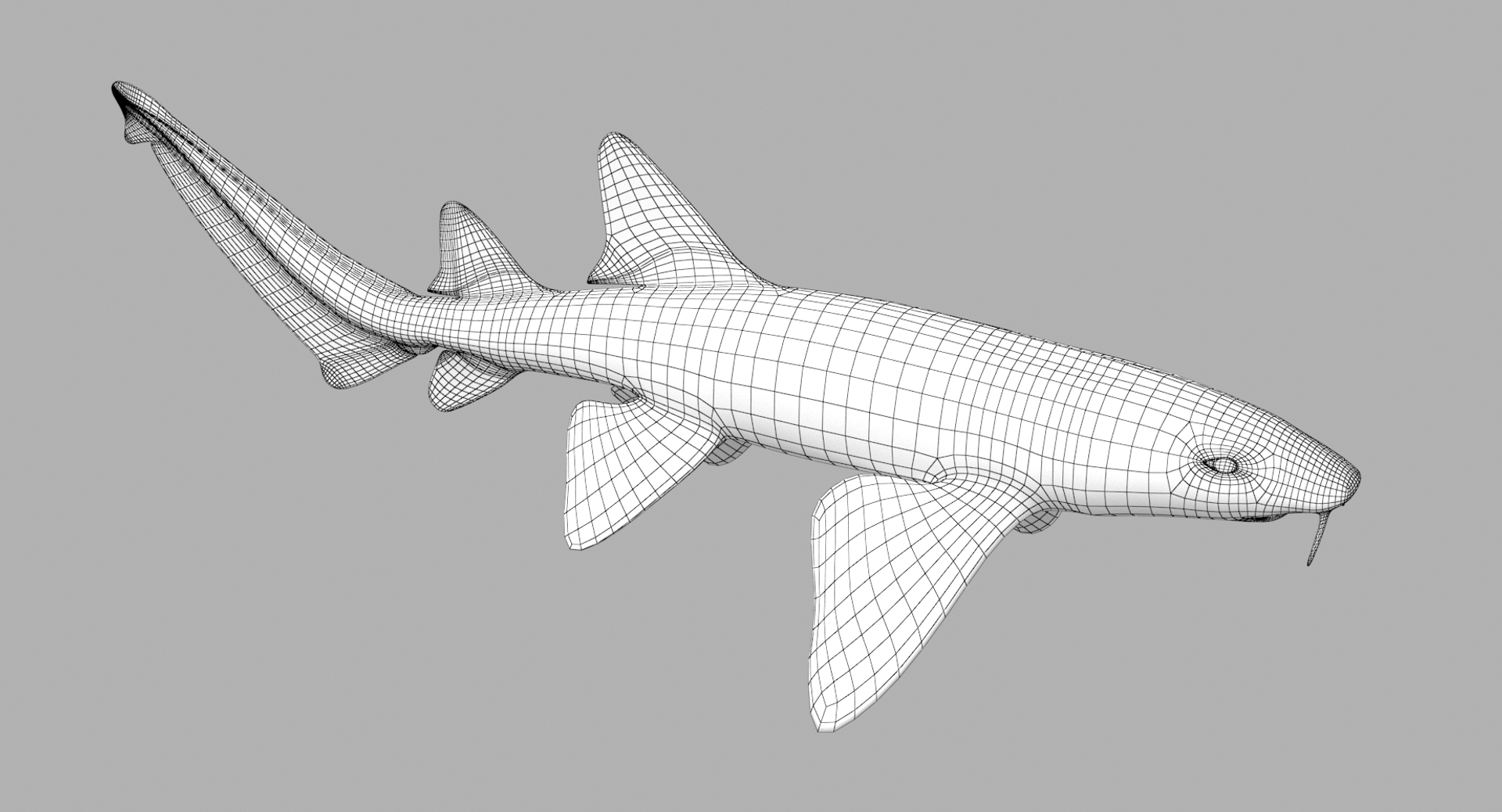 Nurse shark 3D - TurboSquid 1329781